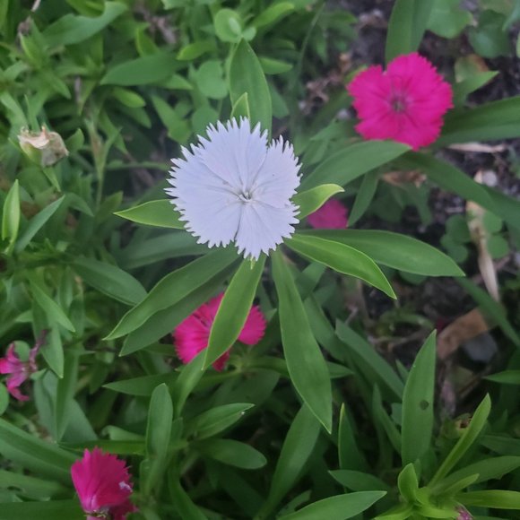 Meet your Posher, ariel414 - Picture 1 of 1